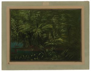 Luxuriant Forest on the Bank of the Amazon
