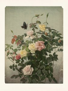 Roses by George Cochran Lambdin
