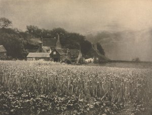 The Onion Field - 1890