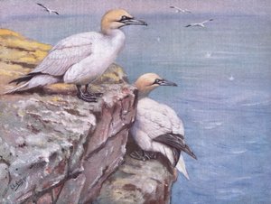 Gannets