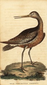 Bar-tailed godwit, Limosa lapponica (1800)