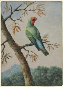 Bird Study