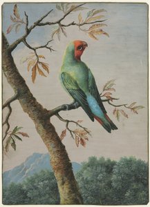 Bird Study by George Edwards