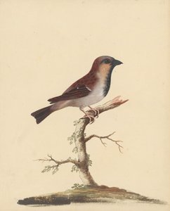 [Cock Sparrow] by George Edwards