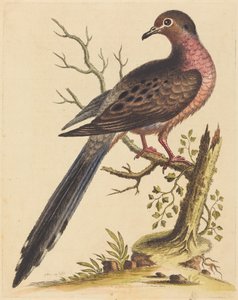 American Godwit with Red Breast by George Edwards