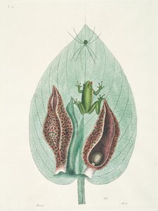 Greater and Lesser Hummingbirds from Surinam by George Edwards