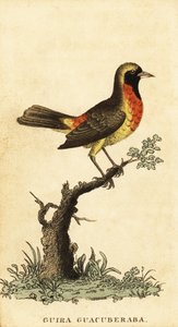Guira Tanager, Hemithraupis guira, 1800 (engraving)