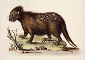 Hudson Bay Porcupine, 1742