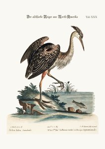 The Ash-Coloured Heron from North America, 1749-73