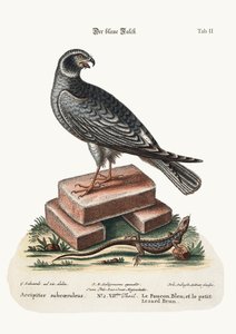 The Blue Hawk and the Little Brown Lizard, 1749-73