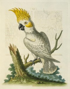The Lesser White Cockatoo with a Yellow Crest by George Edwards
