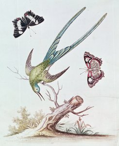 The Long-tailed Humming Bird by George Edwards