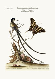 The Long-Tailed Black-Capped Hummingbird, 1749-73