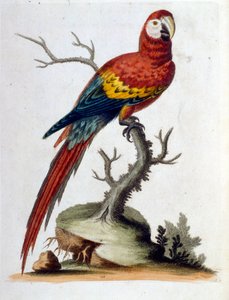 Watercolour illustration from a book of rare birds by G Edwards 1750 by George Edwards