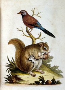 Watercolour illustration from a book of rare birds by G Edwards 1750