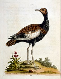 Watercolour illustration from a book of rare birds by G Edwards 1750 by George Edwards