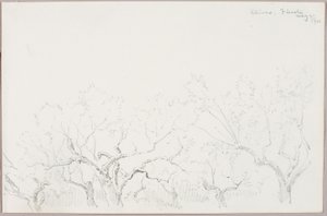 Olives--Fiesole by George Elbert Burr