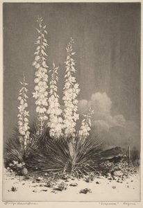 Soapweed, Arizona (no. 2) by George Elbert Burr