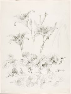 Untitled (Lilies and Ground-Ivy, Glecoma Hederacea) by George Elbert Burr
