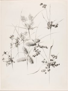 Untitled (Sedge Grasses)