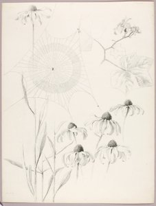 Untitled (Spiderweb and Daisies) by George Elbert Burr