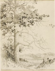 Transfer Drawing for Old Pine, Estes Park by George Elbert Burr