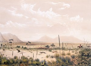 Kangaroo Hunt by George French Angas