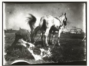 Plowing a Field with Horses