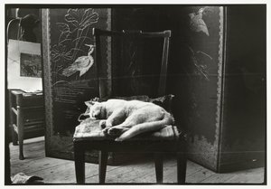 Cat on a chair in Breitner