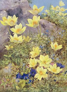 Anemone Sulphurea and Gentiana Excisa Painted Directly in the Fields at the End of May by George Jackson Flemwell