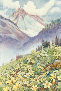 Sulphur Anemones on the Slopes of Le Planet by George Jackson Flemwell