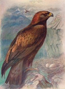 Golden Eagle - Aquila chrysaetus