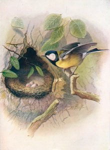 Great Tit - Parus major