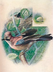 Jay- Garrulus glandarius, c1910