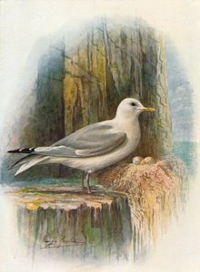 Kittiwake - Rissa tridactyla, c1910 by George James Rankin