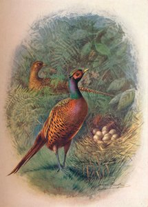 Pheasant - Phasianus Colchicus