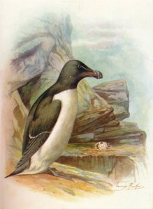 Razorbill - Alca torda by George James Rankin
