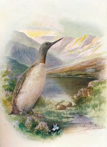 Red-Throated Diver - Colymbus Septentrionalis