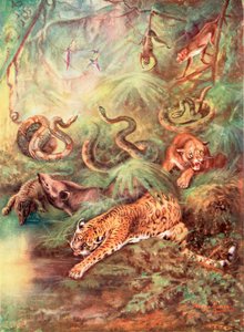 The Great Brazilian Forest and Its Zoo