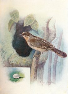 Wryneck - Iynx torquilla, c1910
