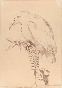 Untitled: Bird holding fish skeleton by George Knapton