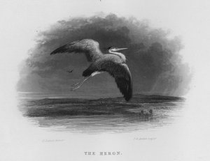 The Heron (engraving)