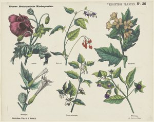 Poisonous Plants by George Lodewijk Funke
