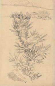 Study of Trees, etc., in a Meadow