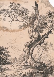 Man and large tree in landscape