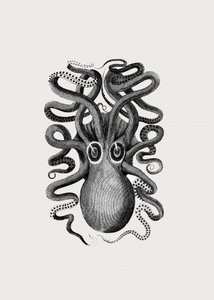 Eight Armed Cuttlefish