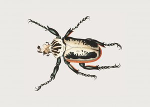 Goliath Beetle