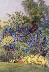 Anchusa Italica Dropmore variety, the Dropmore Alkanet, with Clematis recta and Violas by George Soper