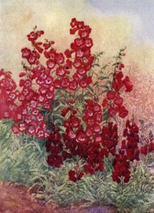 Pentstemons, Antirrhinums and Heuchera Brizoides