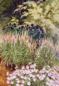Veronica spicata rosea, with Eryngiums and Violas by George Soper